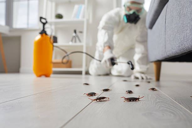 Commercial Rodent Management in Wellington